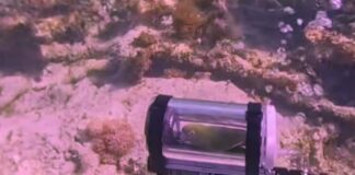 Loro ‘Bebe’ explora el mar con un minisubmarino