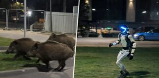 Captan a robot persiguiendo jabalíes en calles de Polonia