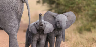 Bebé elefante intenta “intimidar” a turistas en Sudáfrica
