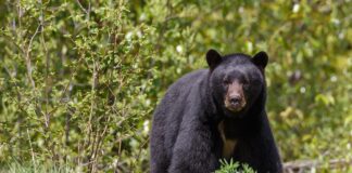Familia de osos se refresca en parque de Coahuila