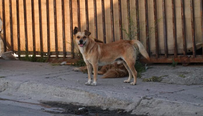 Mascotas_Ricketssiosis (2)