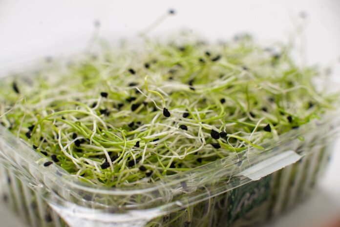 Alfalfa (1)