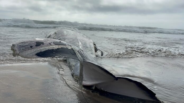 BALLENA