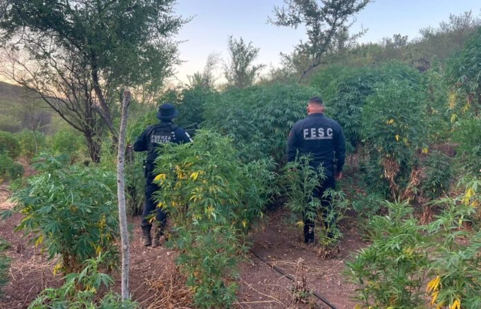 Dos plantíos_Marihuana_04-08-2026 (2)