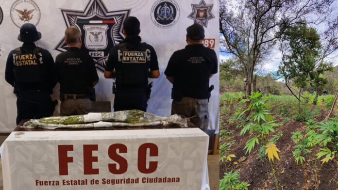 Marihuana_Tijuana_06-08-2026 (2)