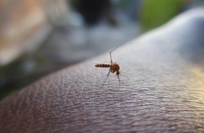 Mosquito_Virus del Nilo Occidental (1)