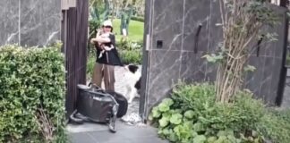 ¿Su mascota o su bebé? Mujer toma inesperada decisión durante ataque de perro