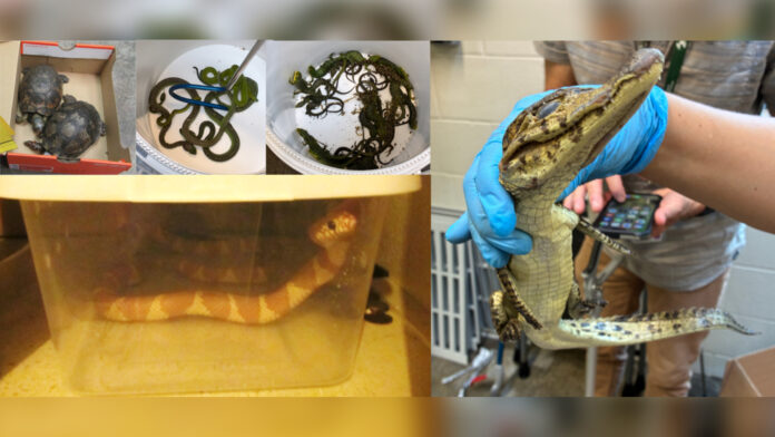 Reptiles_San Diego