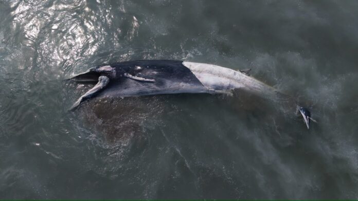ballena (3)