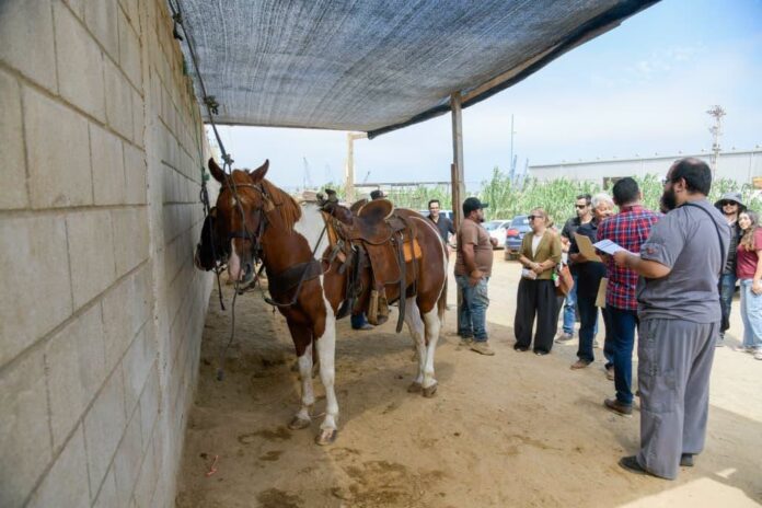 caballos (1)
