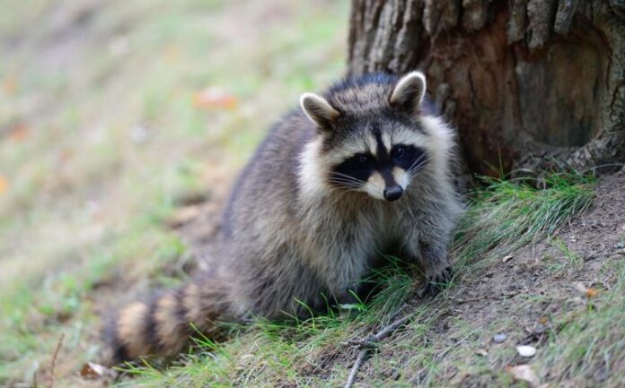 MAPACHE