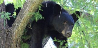 Oso irrumpe en casa de NL y lo reciben a escobazos